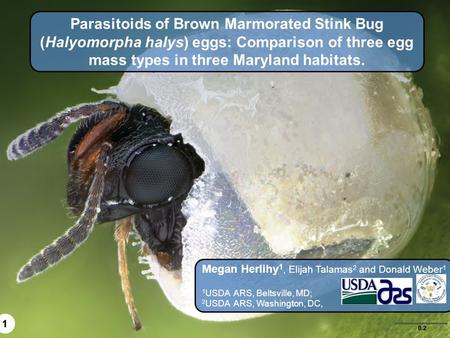 Parasitoids of Brown Marmorated Stink Bug (Halyomorpha halys) eggs: Comparison of three egg mass types in three Maryland habitats. Megan Herlihy1, Elijah.
