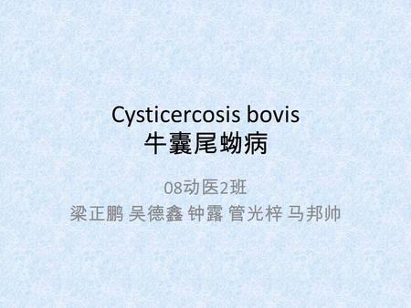 Cysticercosis bovis 牛囊尾蚴病 08 动医 2 班 梁正鹏 吴德鑫 钟露 管光梓 马邦帅.