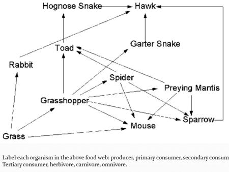 Label each organism in the above food web: producer, primary consumer, secondary consumer, Tertiary consumer, herbivore, carnivore, omnivore.