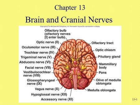 13-1 Brain and Cranial Nerves Chapter 13. 13-2 Formation of the Neural Tube Brain and spinal cord develop from the neural plate under the influence of.