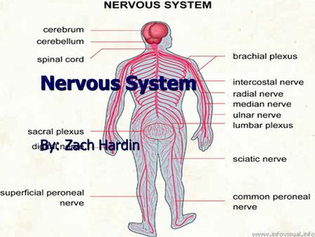 Nervous System By: Zach Hardin.