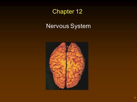 Chapter 12 Nervous System.