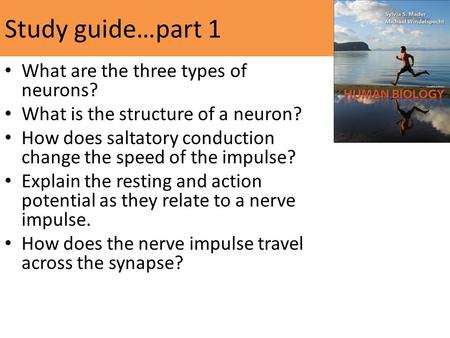 Study guide…part 1 What are the three types of neurons? What is the structure of a neuron? How does saltatory conduction change the speed of the impulse?