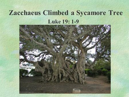 Zacchaeus Climbed a Sycamore Tree Luke 19: 1-9. Zacchaeus Climbed a Sycamore Tree - Luke 19: 1-9 §Sycamore tree common in Jericho/surrounding area §‘Poorer’