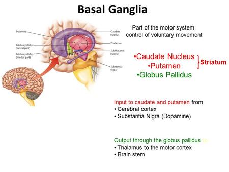 Basal Ganglia Part of the motor system: control of voluntary movement Caudate Nucleus Putamen Globus Pallidus Input to caudate and putamen from: Cerebral.