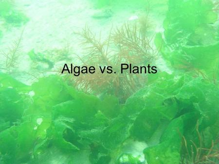 Algae vs. Plants. What are algae? Photosynthesizing protists. All contain up to 4 kinds of chlorophyll. Unicellular and multicellular.