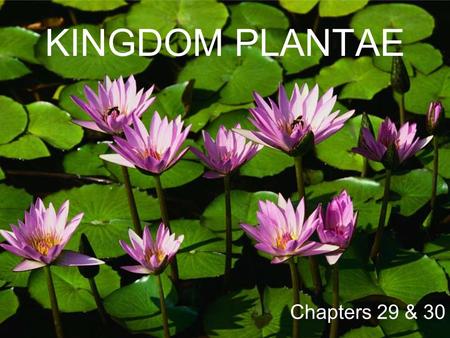 KINGDOM PLANTAE Chapters 29 & 30. Kingdom: PLANTAE Characteristics Multicellular Mostly photosynthetic, contain chlorophyll and other pigments - some.