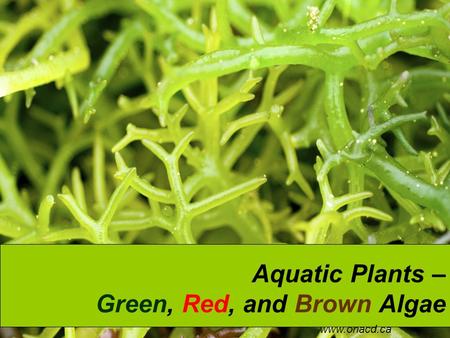 Aquatic Plants – Green, Red, and Brown Algae