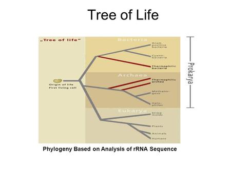 Tree of Life Phylogeny Based on Analysis of rRNA Sequence.