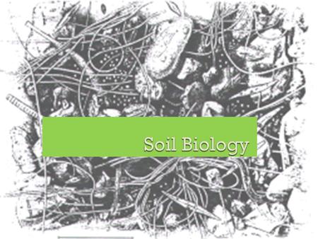  Upper layer of soil (rooting zone) is where ENERGY is present in soil  This is the LIVING SYSTEM of soil  Incredible diversity Soil quality is dependent.