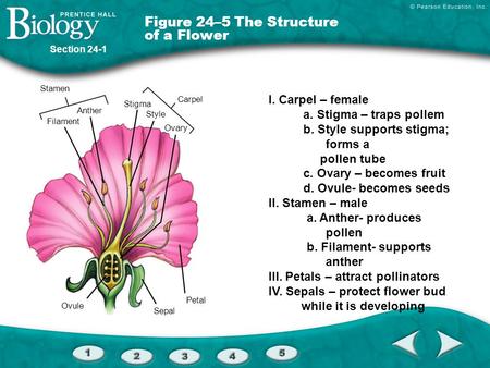 Figure 24–5 The Structure of a Flower