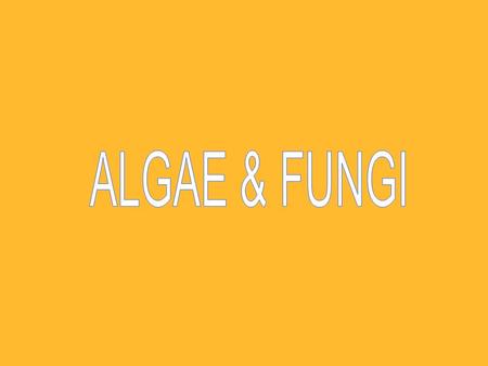 ALGAE & FUNGI.