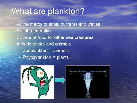 What are plankton? At the mercy of tides, currents and waves Small (generally) Source of food for other sea creatures Include plants and animals –Zooplankton.