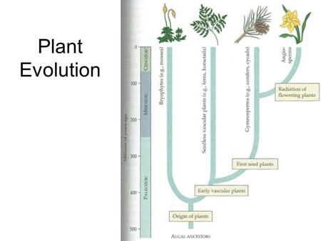 Plant Evolution.