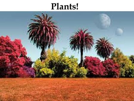 Plants!. A plant = a multicellular eukaryote that has a cell wall made of cellulose They develop multicellular embryos They carry out photosynthesis using.