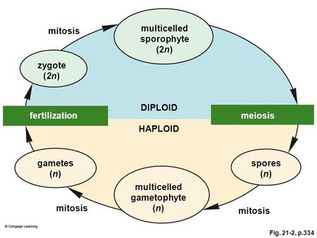 Fig. 21-2, p.334 multicelled gametophyte (n) multicelled sporophyte (2n) gametes (n) spores (n) mitosis meiosisfertilization mitosis zygote (2n) HAPLOID.