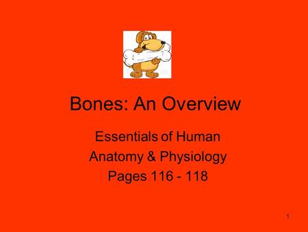 Bones: An Overview Essentials of Human Anatomy & Physiology Pages 116 - 118 1.