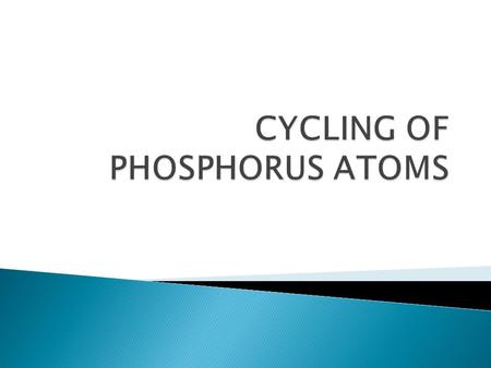CYCLING OF PHOSPHORUS ATOMS