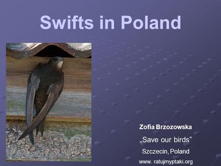 Zofia Brzozowska „Save our birds” Szczecin, Poland www. ratujmyptaki.org Swifts in Poland.