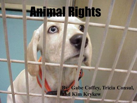 Animal Rights By: Gabe Coffey, Tricia Consul, and Kim Krykew.