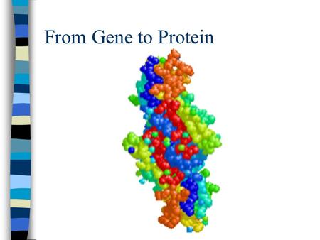 From Gene to Protein. DNA Review n Is made of nucleotides. n Contains deoxyribose sugar n Thymine, Guanine, Cytosine, Adenine n Is a double stranded molecule.