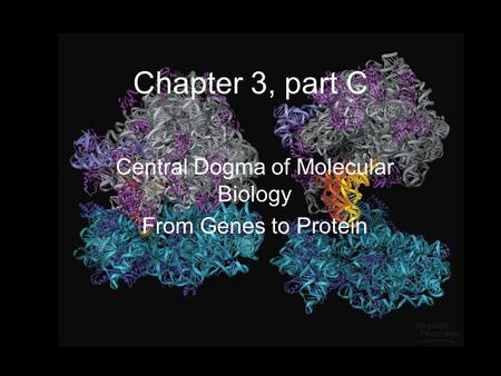 Central Dogma of Molecular Biology From Genes to Protein