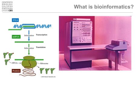 What is bioinformatics?. What are bioinformaticians up to, actually? Manage molecular biological data –Store in databases, organise, formalise, describe...