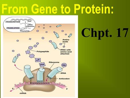 From Gene to Protein: Chpt. 17.