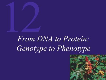 12 From DNA to Protein: Genotype to Phenotype. 12 One Gene, One Polypeptide A gene is defined as a DNA sequence that encodes information. In the 1940s,