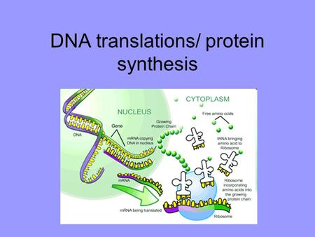 DNA translations/ protein synthesis