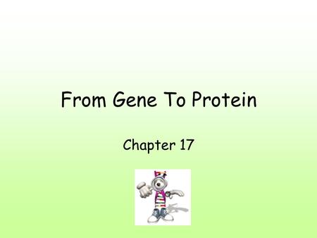 From Gene To Protein Chapter 17. The Connection Between Genes and Proteins Proteins - link between genotype (what DNA says) and phenotype (physical expression)
