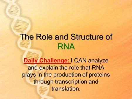 The Role and Structure of RNA