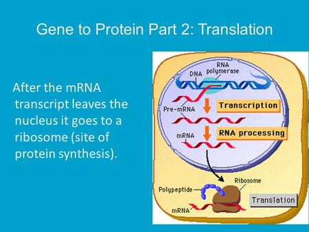 Gene to Protein Part 2: Translation After the mRNA transcript leaves the nucleus it goes to a ribosome (site of protein synthesis).
