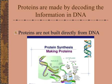 Proteins are made by decoding the Information in DNA Proteins are not built directly from DNA.
