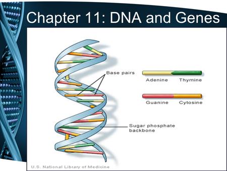 Chapter 11: DNA and Genes.