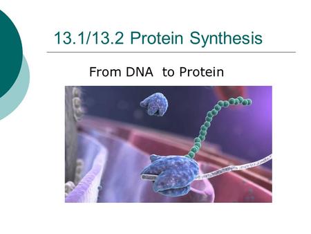 13.1/13.2 Protein Synthesis From DNA to Protein Protein Synthesis is the process that cells use to produce - it involves.