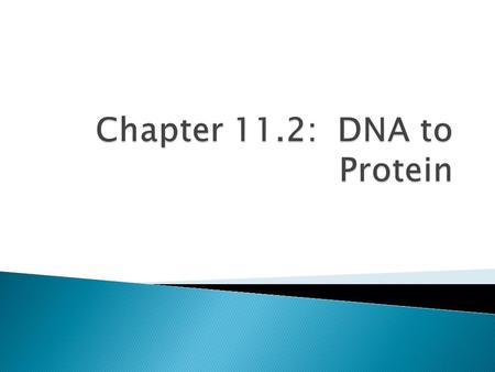  Made up of amino acids  DNA codes for RNA which makes proteins.