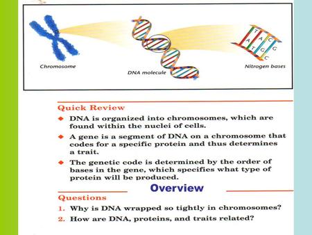 Overview. DNA (Deoxyribonucleic Acid) What is DNA? Deoxyribonucleic acid contains all the genetic information for living organisms. It is a very long.