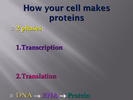  2 phases  2 phases : 1.Transcription 2.Translation  DNA  RNA  Protein.