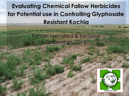 Evaluating Chemical Fallow Herbicides for Potential use in Controlling Glyphosate Resistant Kochia Fabian Menalled & Ed Davis December, 2012.