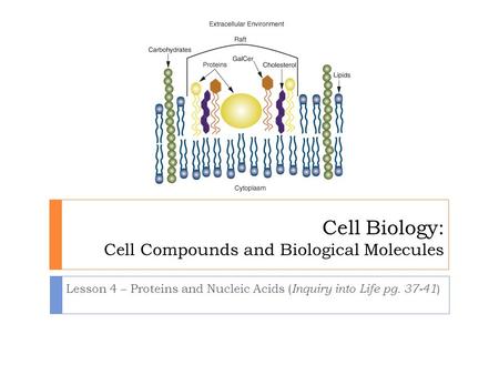 Cell Biology: Cell Compounds and Biological Molecules Lesson 4 – Proteins and Nucleic Acids ( Inquiry into Life pg. 37-41 )