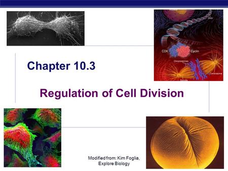 AP Biology Modified from: Kim Foglia, Explore Biology Chapter 10.3 Regulation of Cell Division.