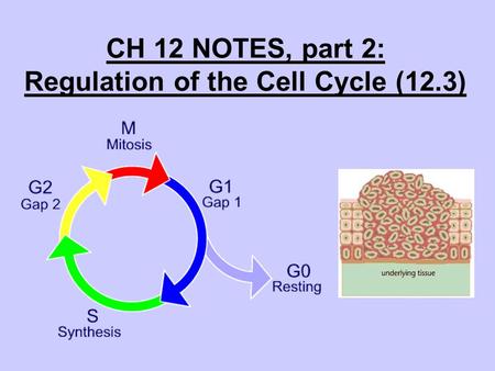 CH 12 NOTES, part 2: Regulation of the Cell Cycle (12.3)