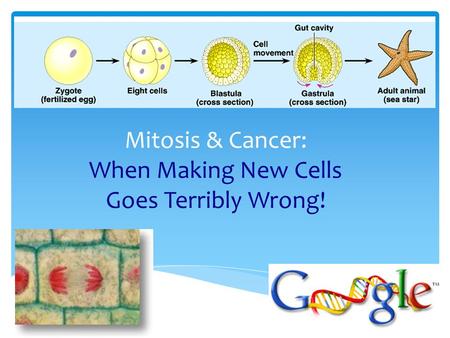 Mitosis & Cancer: When Making New Cells Goes Terribly Wrong!
