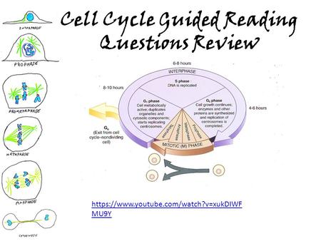 Cell Cycle Guided Reading Questions Review https://www.youtube.com/watch?v=xukDIWF MU9Y.