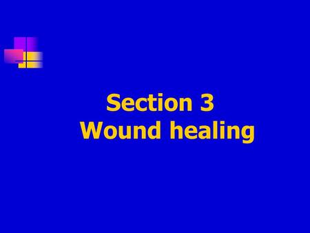 Section 3 Wound healing. 1. Definition: Refers to the body ’ s replacement of destroyed tissue by living tissue 2. Stages in healing of wound (1) Escape.