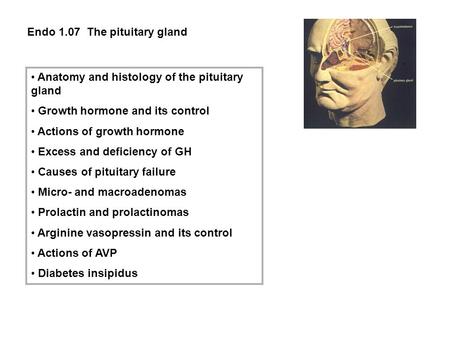 Endo 1.07 The pituitary gland Anatomy and histology of the pituitary gland Growth hormone and its control Actions of growth hormone Excess and deficiency.