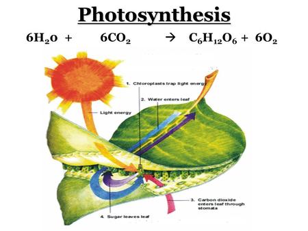 Photosynthesis 6H 2 0 + 6CO 2  C 6 H 12 O 6 + 6O 2.