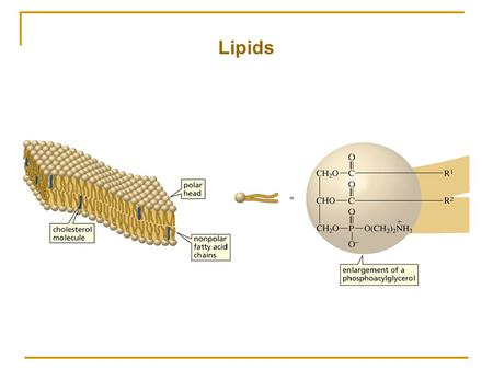 Lipids.