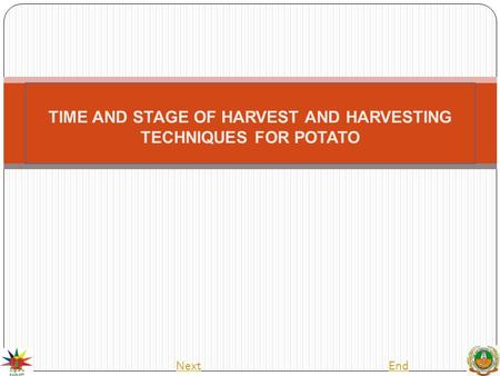 TIME AND STAGE OF HARVEST AND HARVESTING TECHNIQUES FOR POTATO NextEnd.